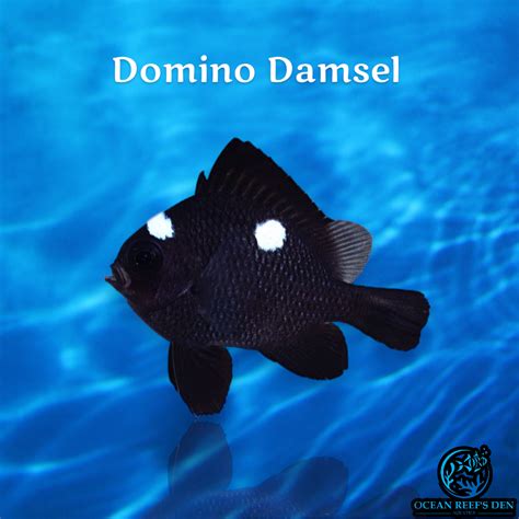 Galeri foto domino damsel tajam serangan sistem otomatis nonstop isi ulang sekarang sesi ini di temukan pada tab pengaturan